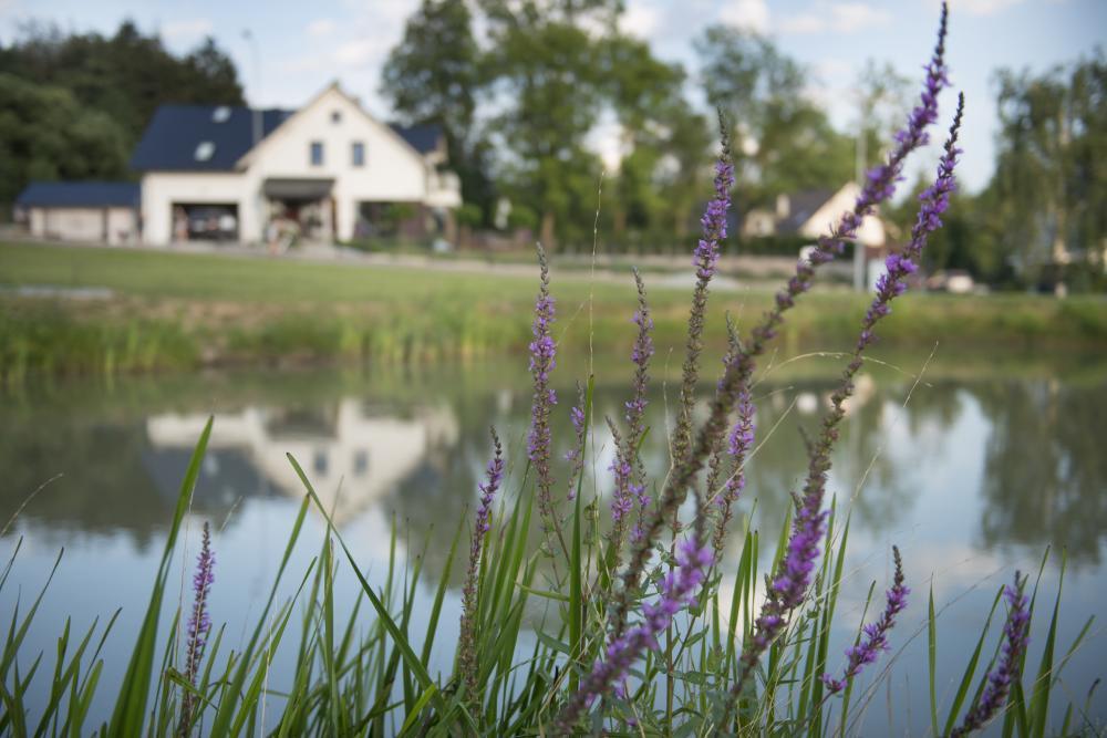 Apartamenty U Harrego I Przy Stawie Spa Z Klimatyzacja, Balia, Sauna, Ogrodem I Parkingiem Kudowa-Zdrój Buitenkant foto